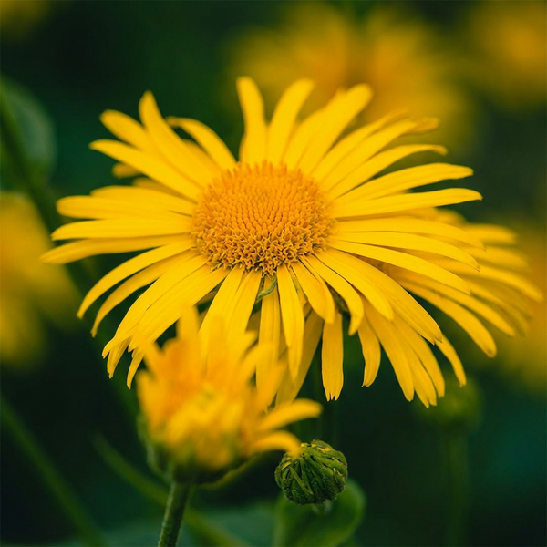 Arnica Oil 