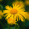 Arnica Oil 