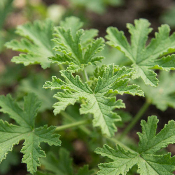 Citronella Oil 