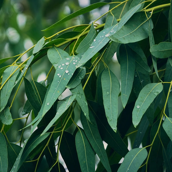 Eucalyptus Oil