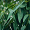 Eucalyptus Oil