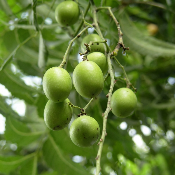 Neem Oil 