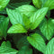 Peppermint Oil
