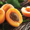Proteins and Extracts 