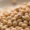 Soya Bean 