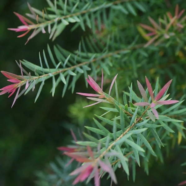 Tea Tree Oil 