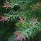 Tea Tree Oil 