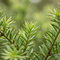 Totara Oil 
